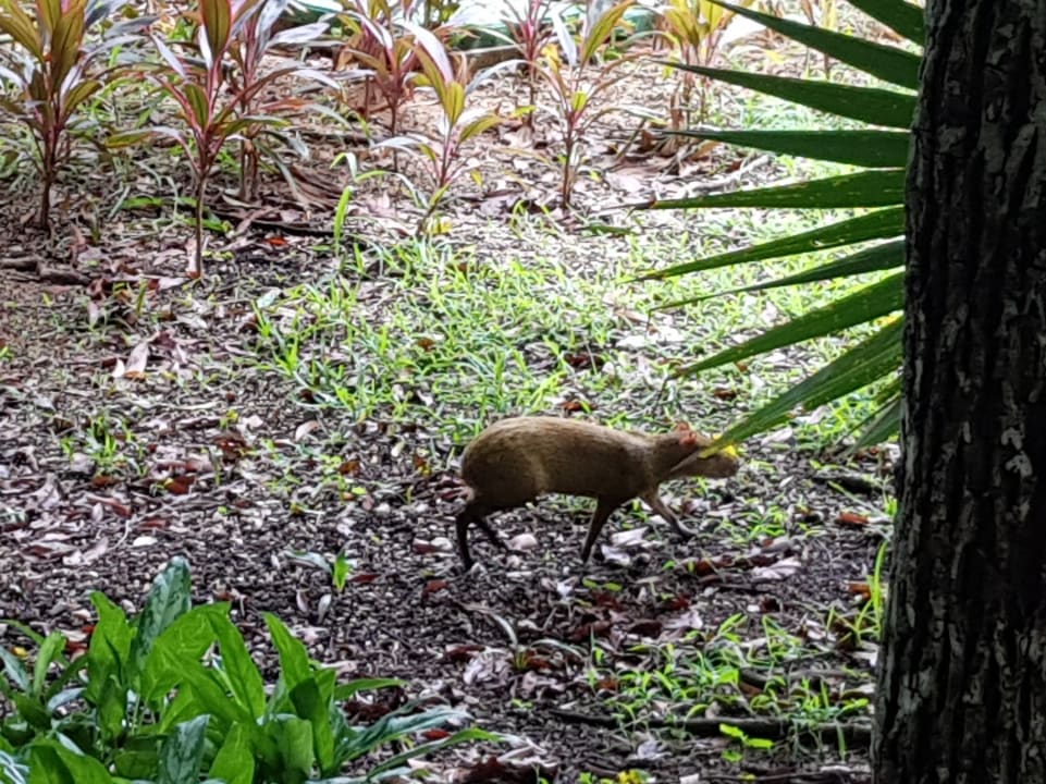 Gartenanlage TRS Yucatan Hotel - Adults only