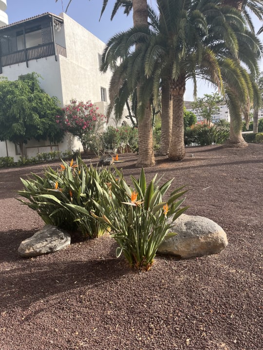 Gartenanlage ROBINSON JANDIA PLAYA