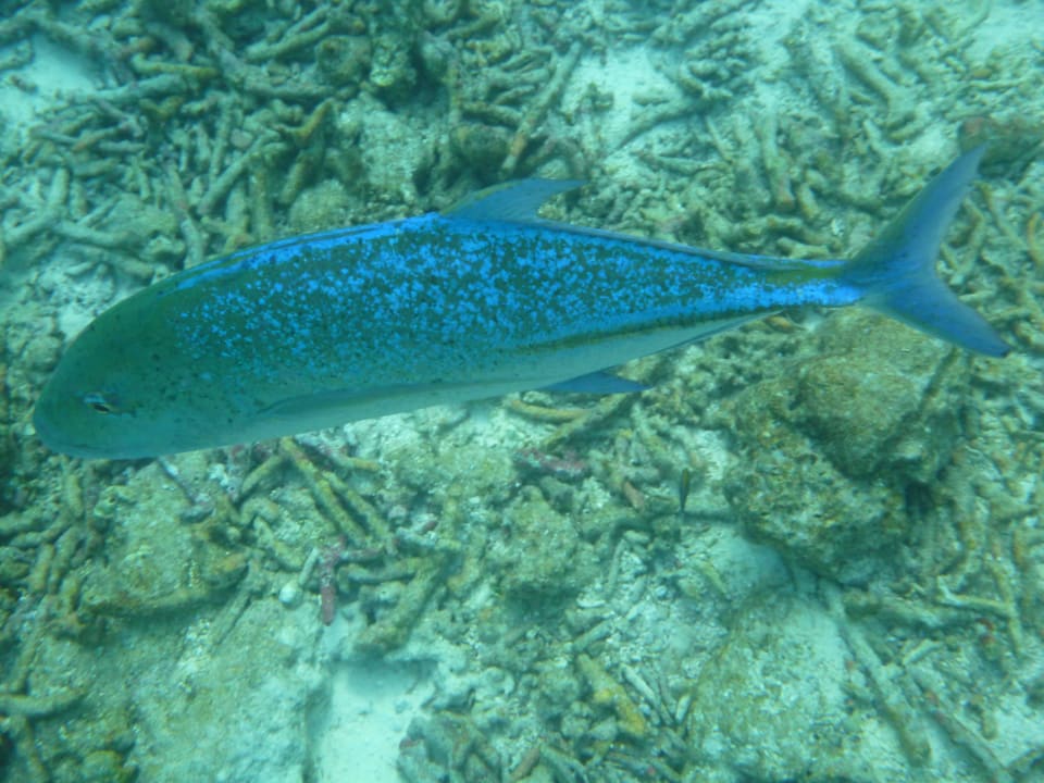 Stachelmakrele Summer Island Maldives