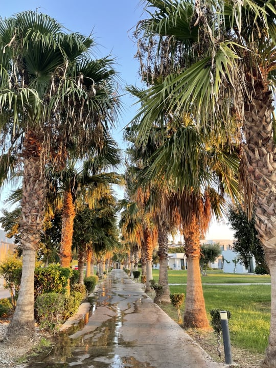 Gartenanlage Atlantica Plimmiri