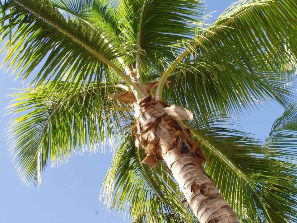 Palme Playabachata Hotel
