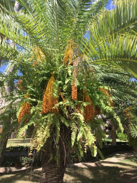 Gartenanlage Grand Palladium Select Bávaro Resort & Spa