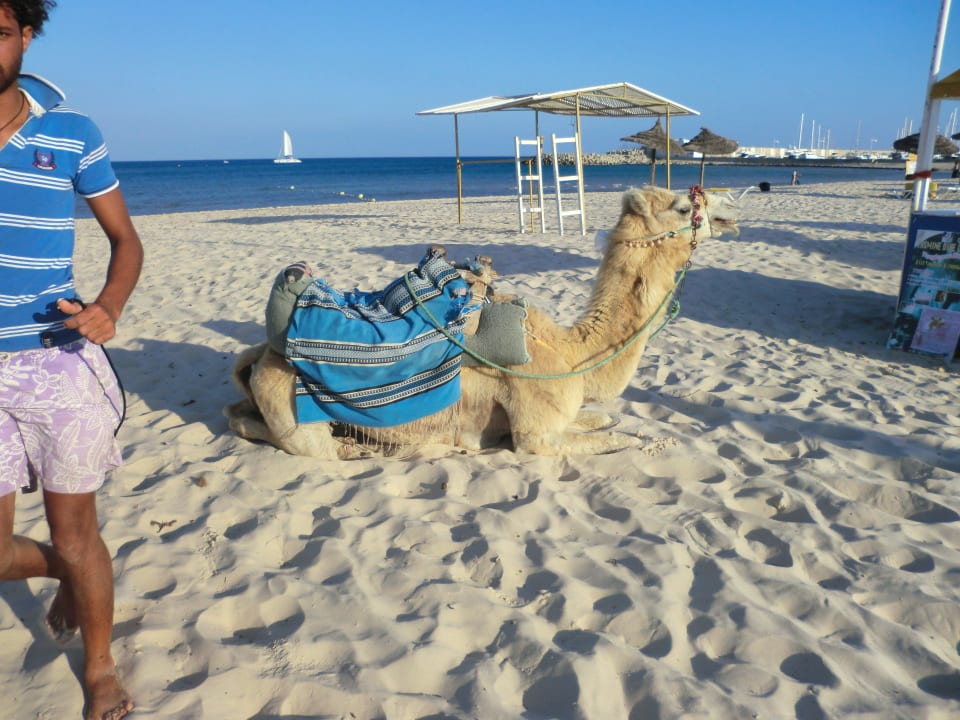 Nervige aufdringliche Kameltreiber Occidental Marco Polo