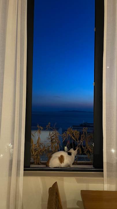 Ausblick Amyth of Mykonos Agios Stefanos