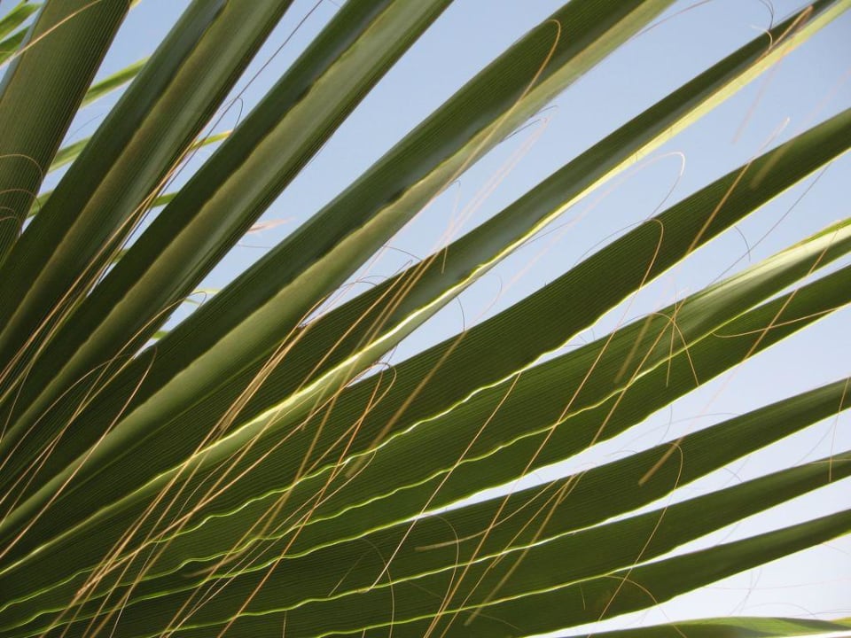 Palme Playitas Aparthotel