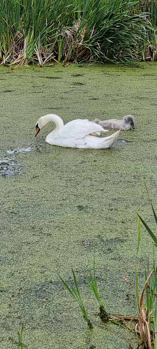 Gartenanlage Pałac i Folwark Galiny