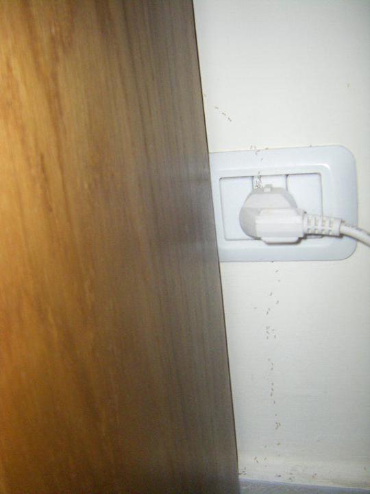 Ameisenstraße im Zimmer! Regency Plaza Aqua Park & Spa