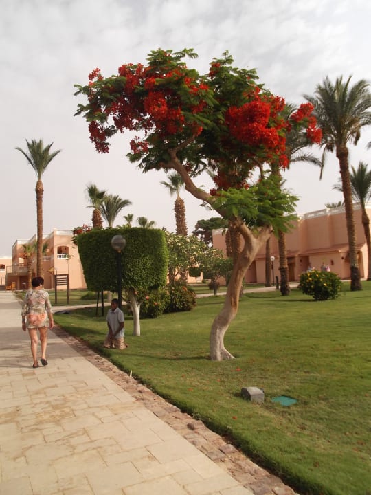 Exotische Bäume Beach Albatros Resort