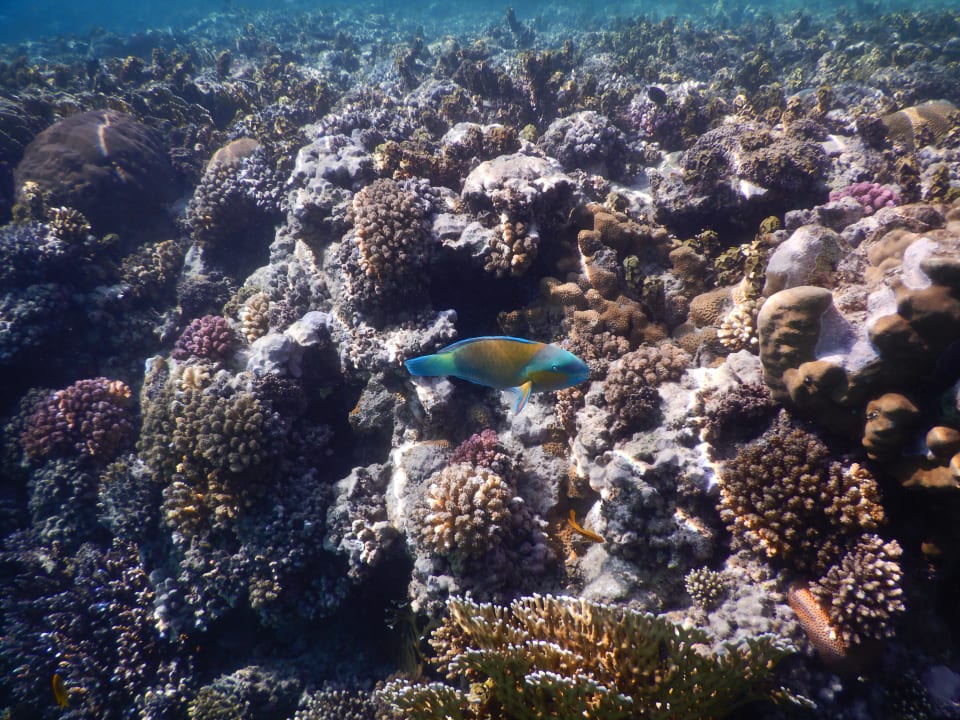 Strand Mövenpick Resort El Quseir