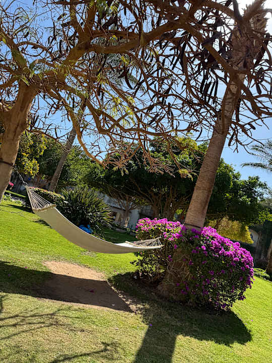 Gartenanlage Desert Rose