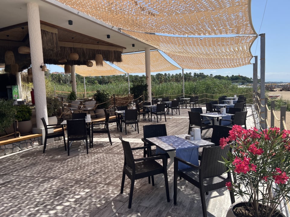 Gastro Seashell Vega