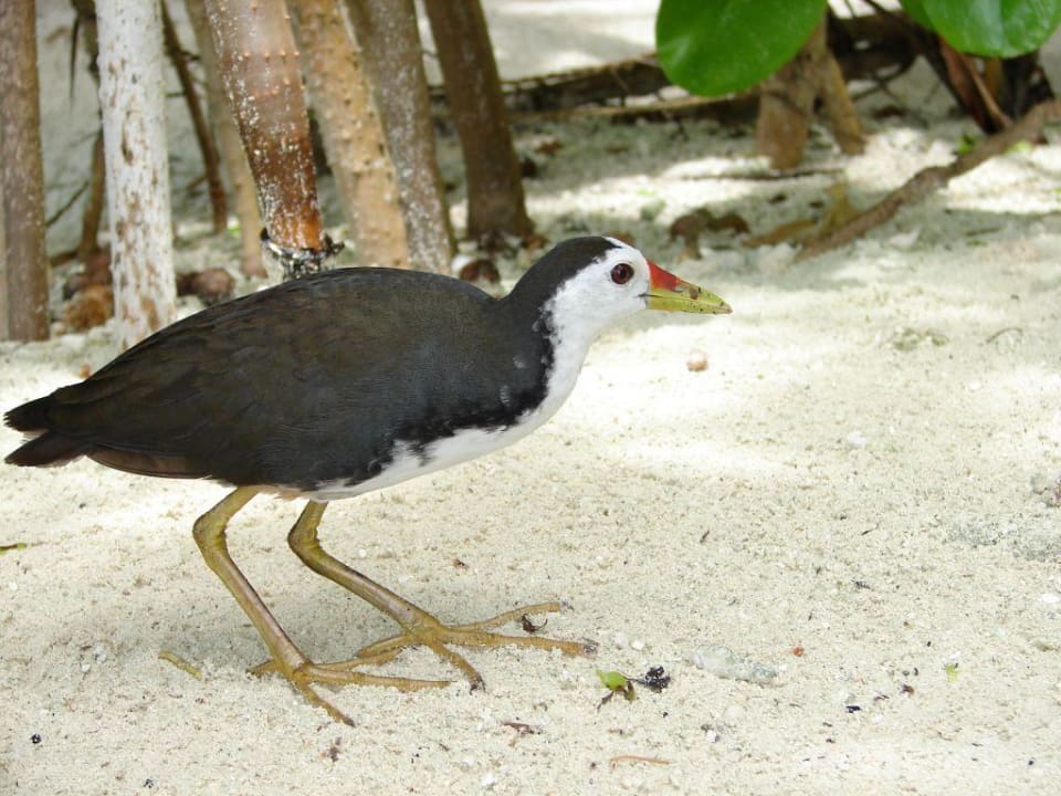 Täglicher Gast Vilamendhoo Island Resort & Spa