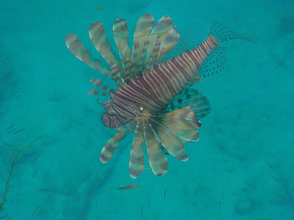 Feuerfisch am Jetty  Kuredu Island Resort & Spa