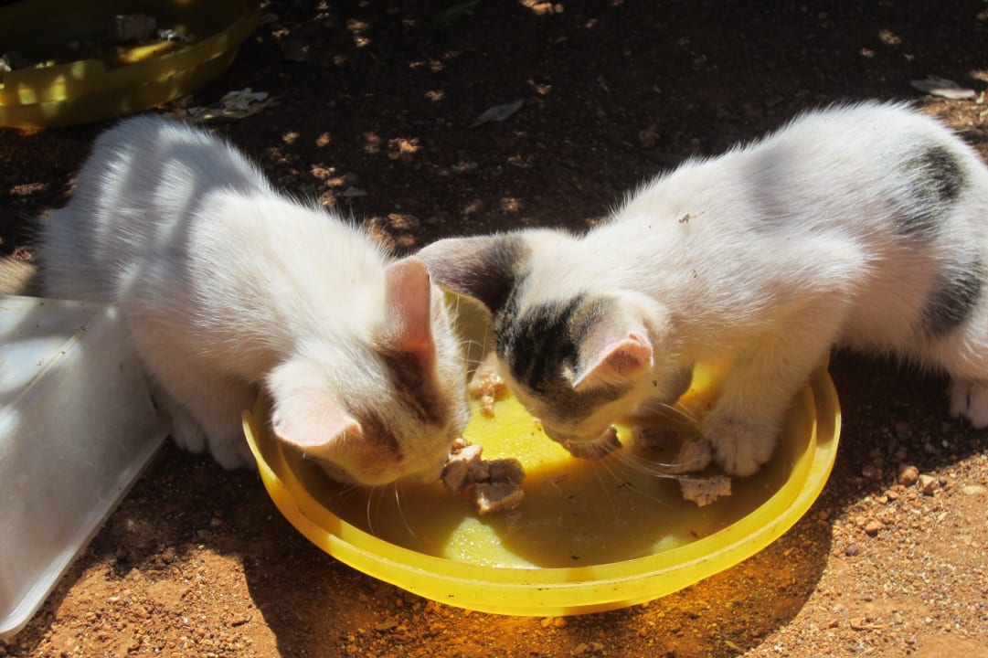 Katzencafé Grecotel Meli Palace