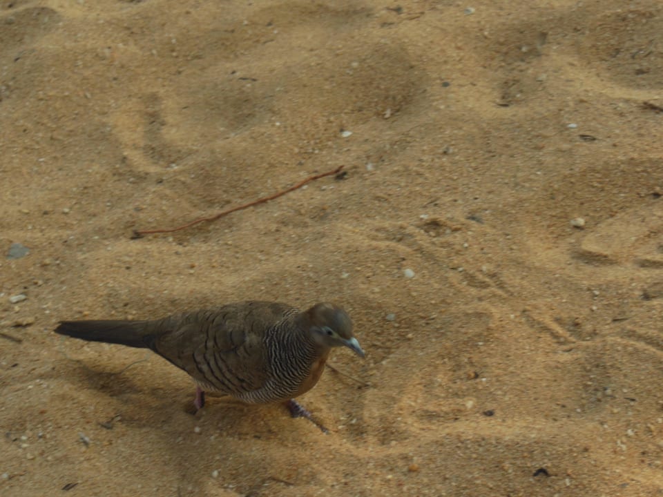 Kleine Täubchen waren immer da Pinnacle Grand Jomtien Resort