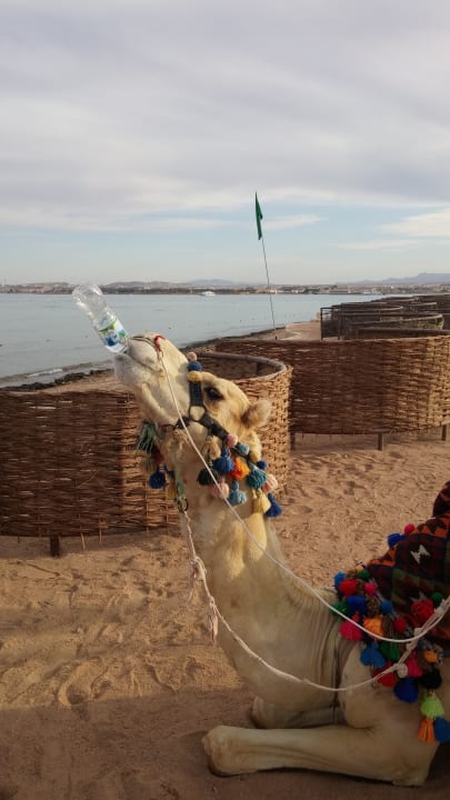 Strand Makadi Spa - Adults only