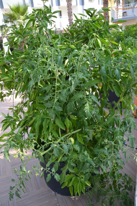 Sonstiges Hane Family Resort