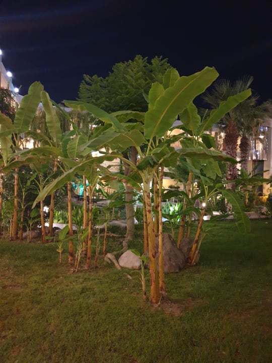 Gartenanlage Atrium Palace Thalasso Spa Resort & Villas