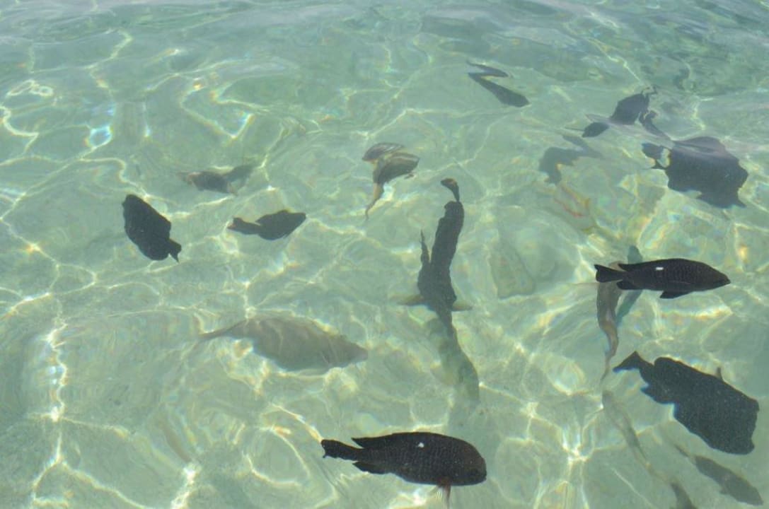 Am Strand ebenfalls anwesend Giftun Azur Resort