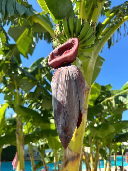 Gartenanlage Aquasis De Luxe Resort & Spa