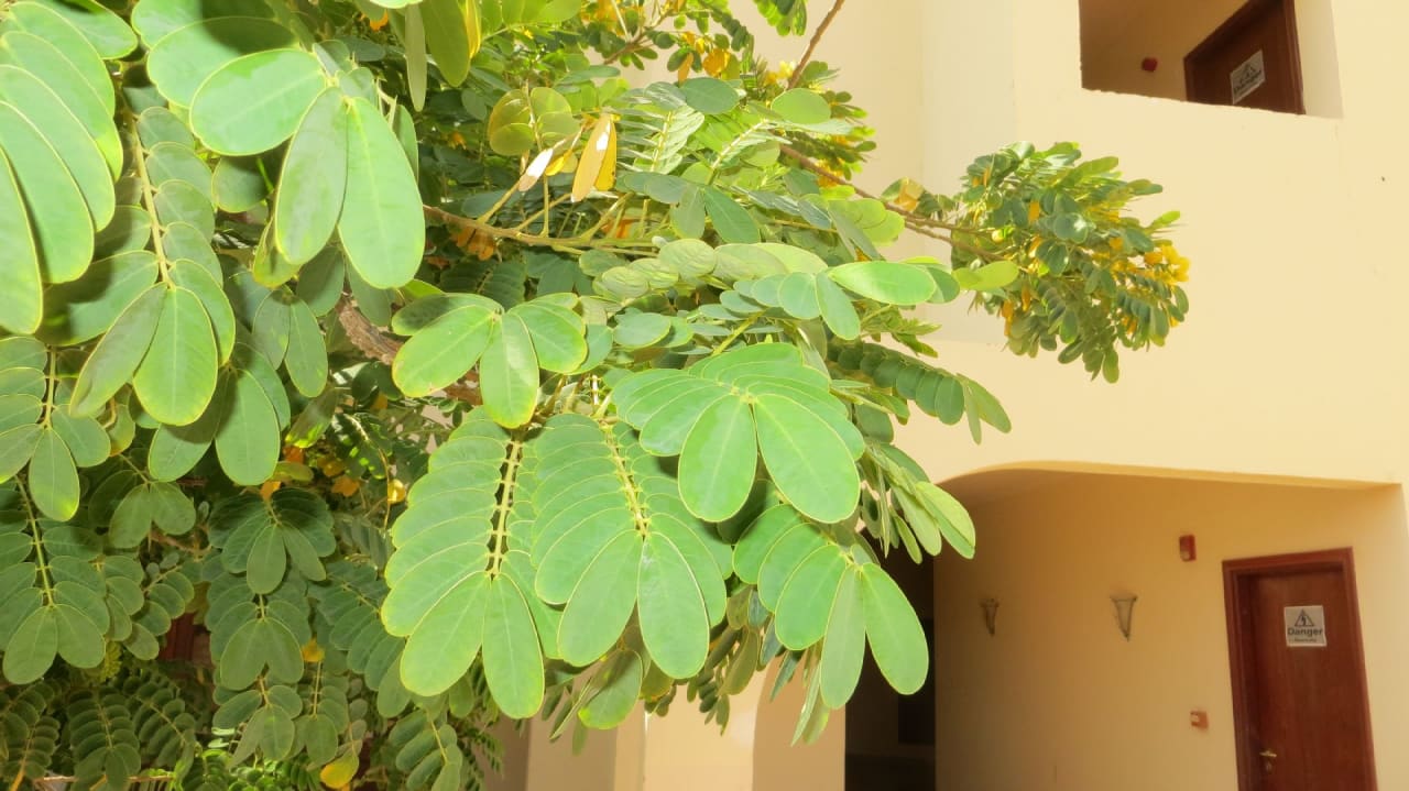 Gartenanlage Coral Hills Resorts & SPA