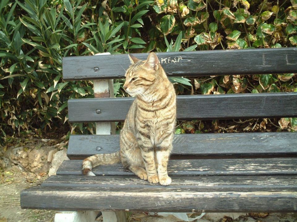 Hoteleigene Mäusejäger Constantinou Bros Athena Beach Hotel