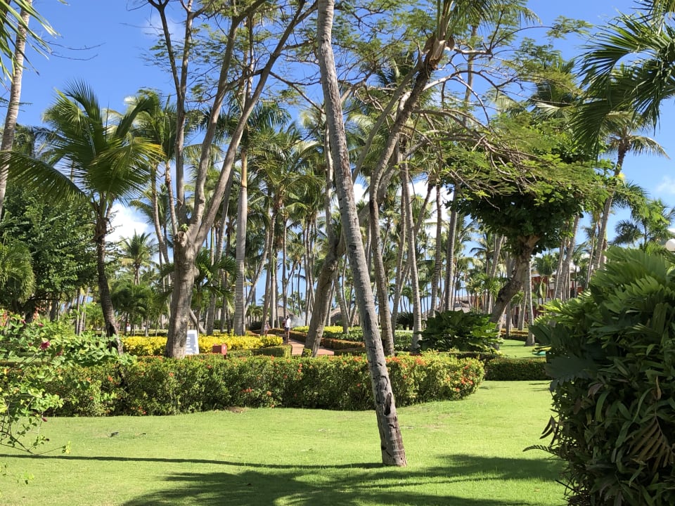 Gartenanlage Iberostar Waves Punta Cana