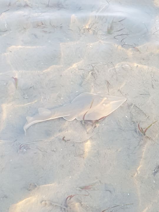 Strand Lahami Bay Beach Resort