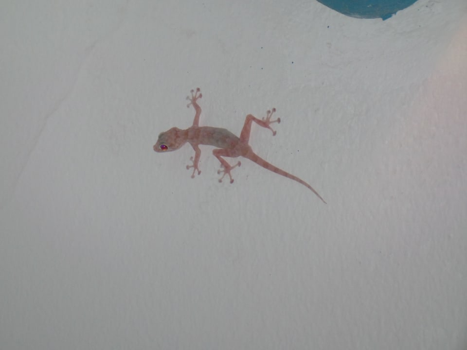 Unsere niedlichen Block Bewohner  The Grand Hotel Hurghada