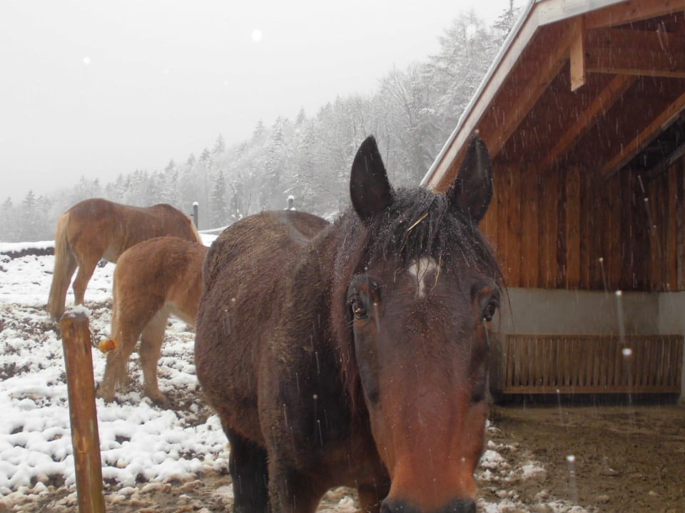 Pferdekoppel Hotel Seeblick