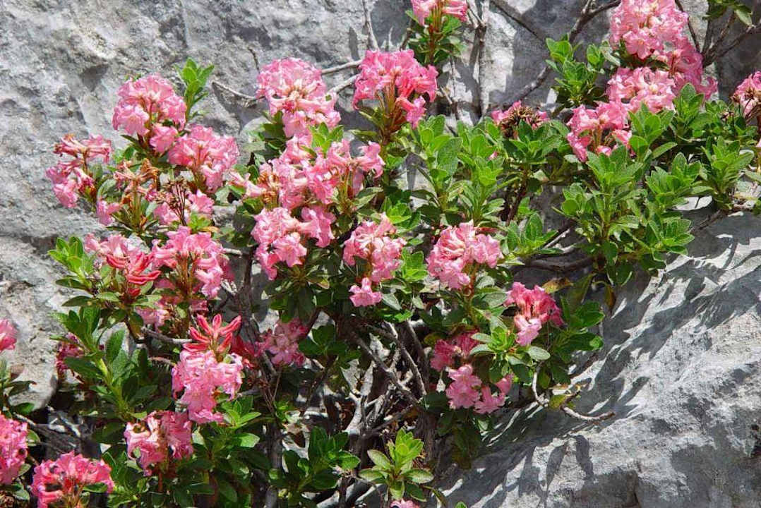 Aussicht/Ausblick Ferienwohnungen Haus Dreer