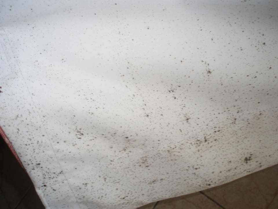 Schimmel am Vorhang Hotel Riu Palace Punta Cana