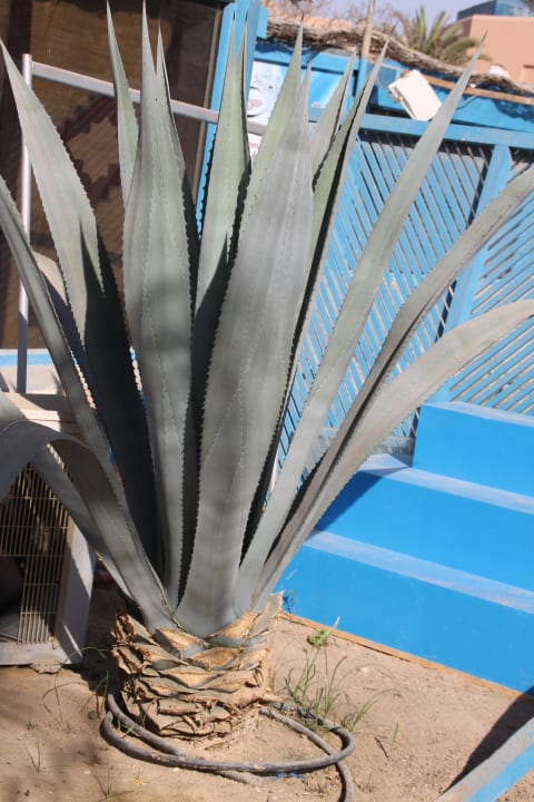 Gartenanlage Club Paradisio El Gouna, Red Sea