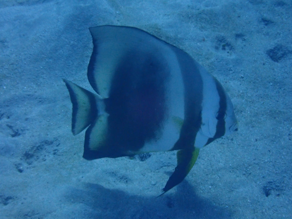 Sport & Freizeit Beach Safari Nubian Resort