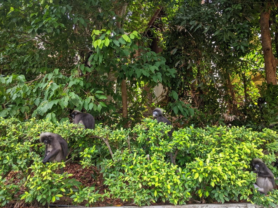 Gartenanlage Berjaya Langkawi Resort