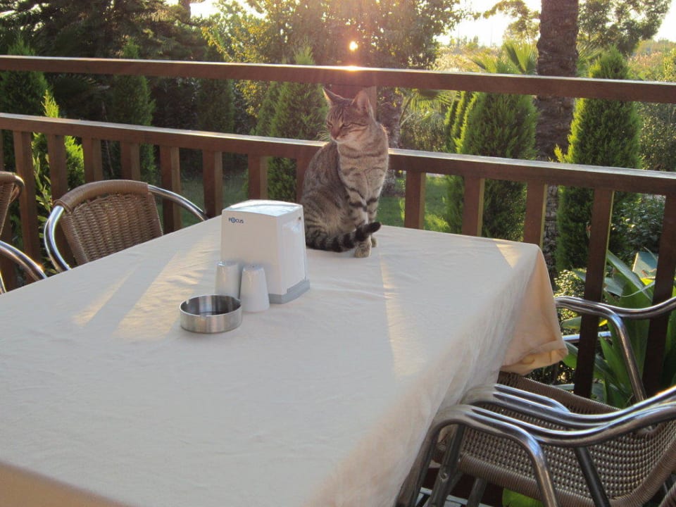 Katze auf dem Tisch Hotel Delphin Diva