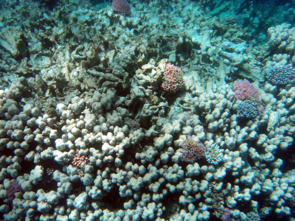 Кораллы Serenity Alpha Beach