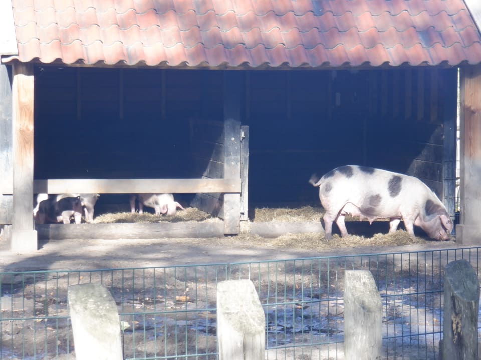 Sport & Freizeit Center Parcs De Kempervennen