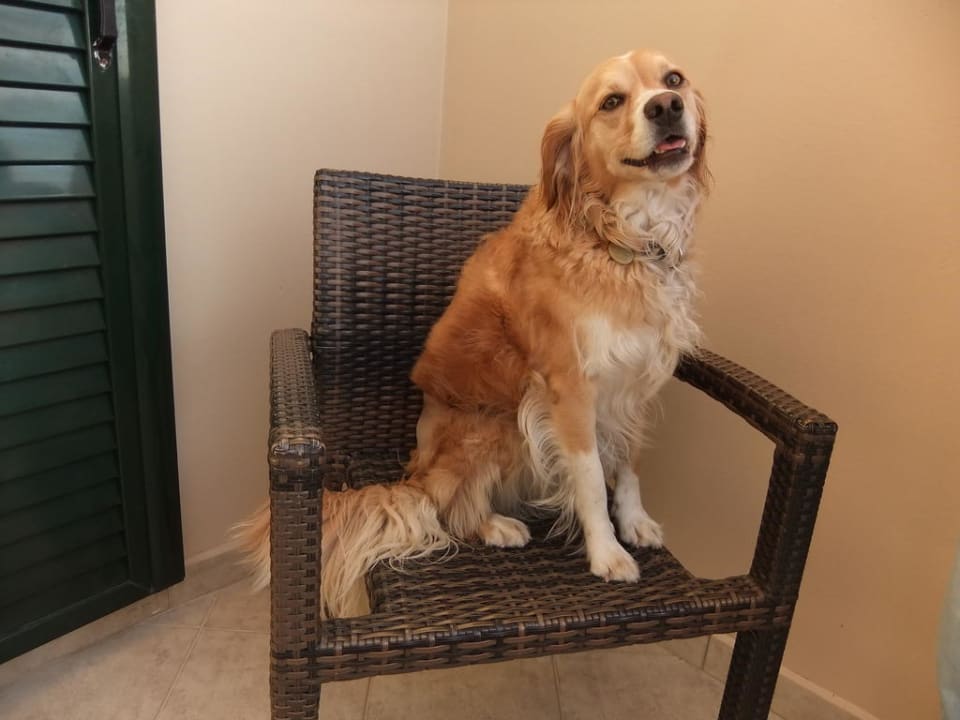 Auch unsere Souzy war im Hotel Philip willkommen Hotel Philip