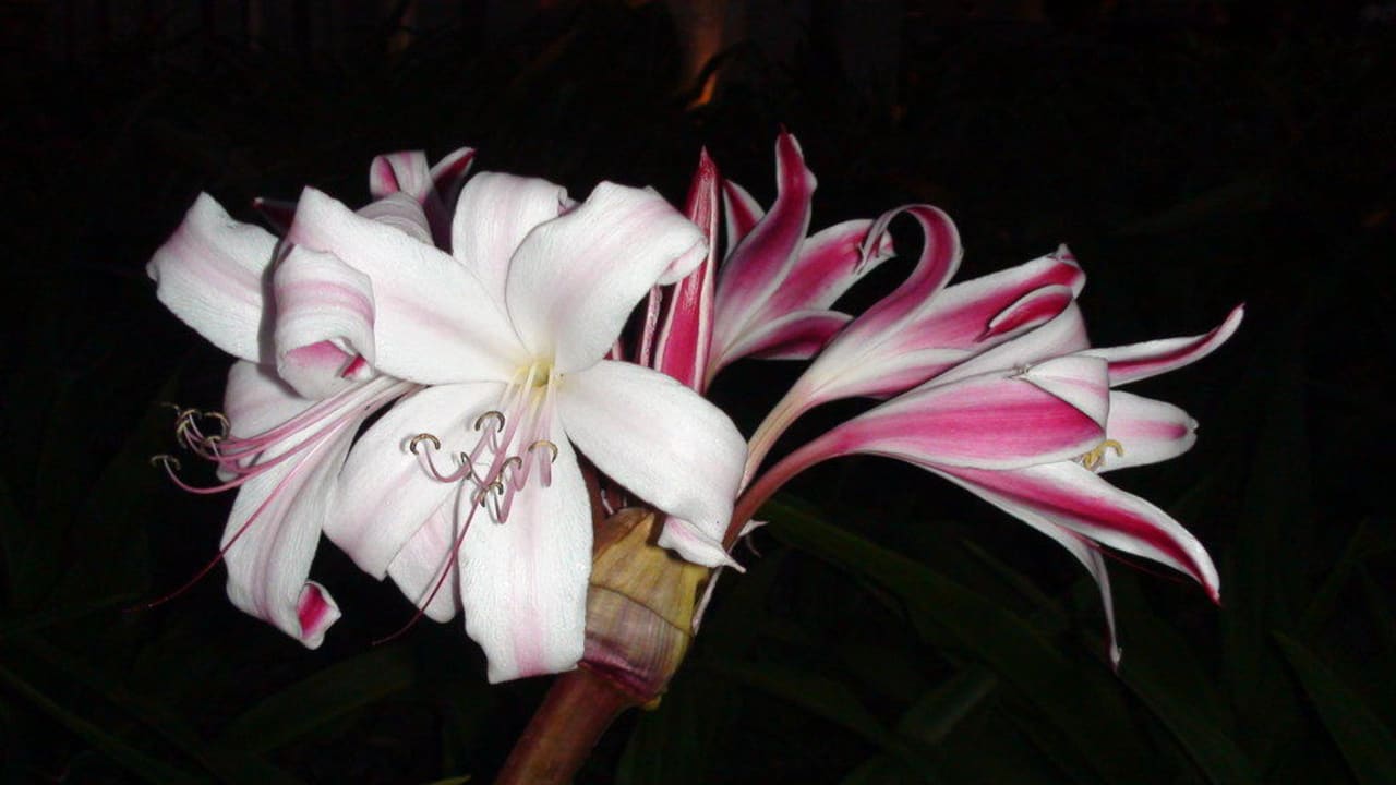 Flora & Fauna Constance Ephelia