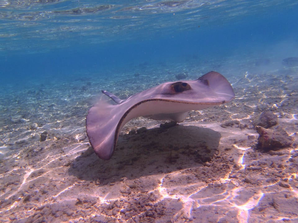 Rochen Meeru Maldives Resort Island
