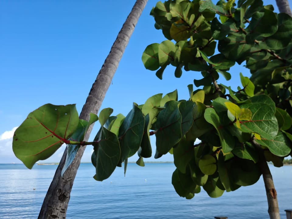 Strand Bahia Principe Luxury Bouganville