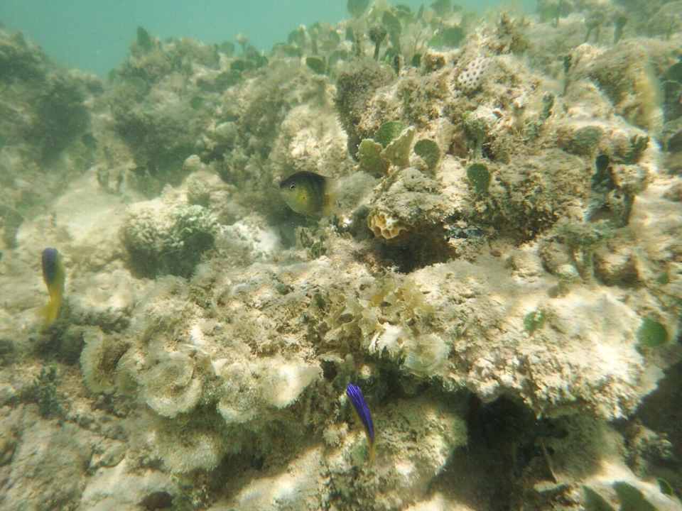 hauseigene Korallenriff  Bahia Principe Grand El Portillo