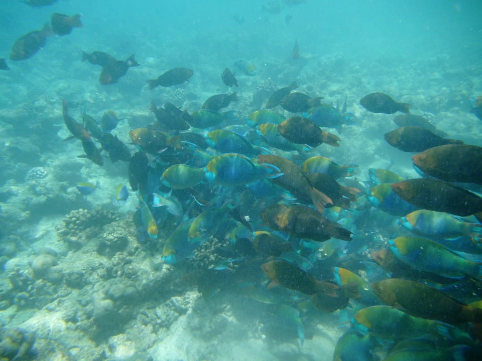 Traum-Anblick beim Schnorcheln Kuramathi Maldives