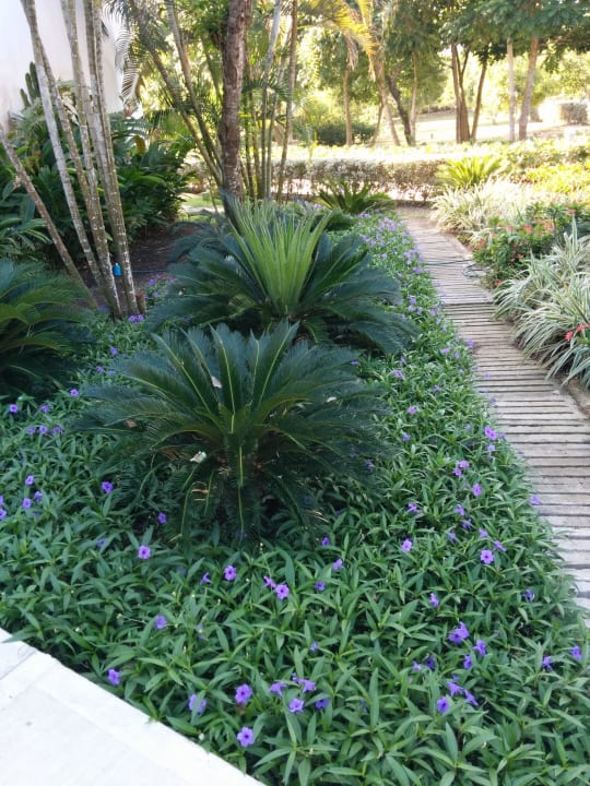 Garten Decameron Baru