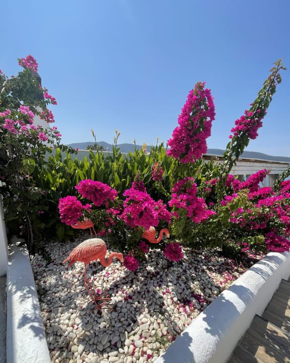 Gartenanlage TUI MAGIC LIFE Bodrum - Adult Only (16+)