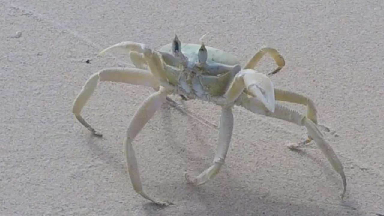 Krebse Hotel Riu Touareg