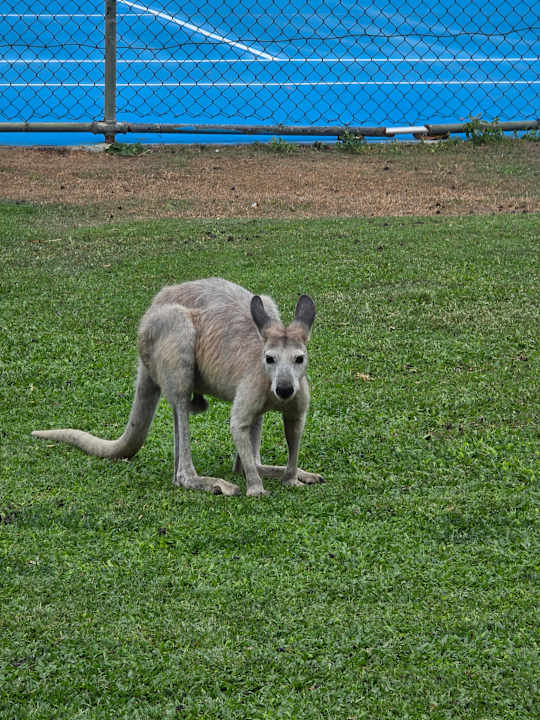 Gartenanlage Daydream Island Resort and Spa