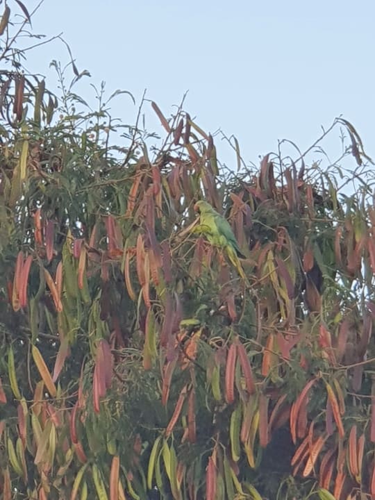 Gartenanlage Hotel Las Costas