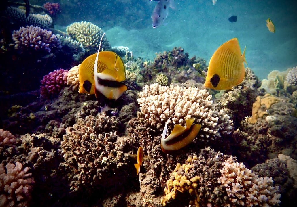 Sport & Freizeit Shams Alam Beach Resort